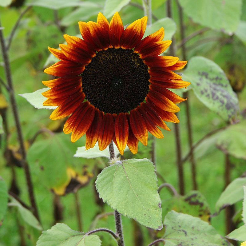 Sunflower Shock-o-Lat F1 Seed – Harris Seeds