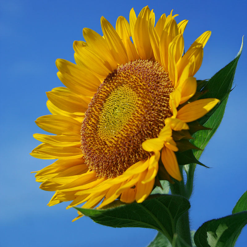 Sunflower Sunrich Lime F1 Seed – Harris Seeds