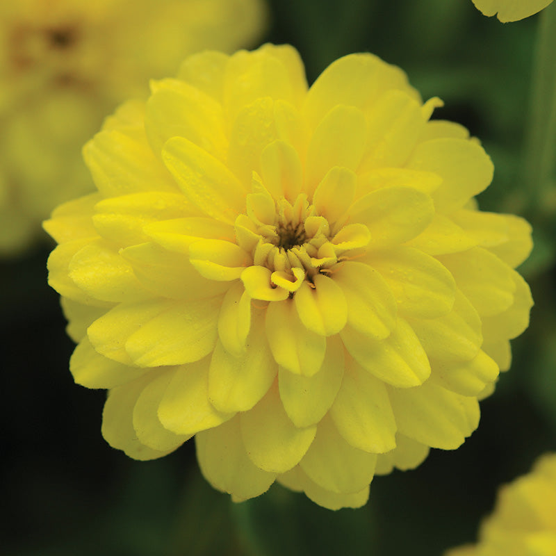 Zinnia Zahara Double Brilliant Mix Seed – Harris Seeds