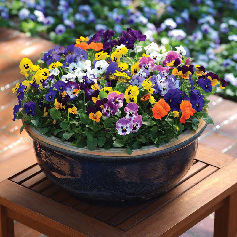 2023 autumn idol 七種茨 ×77 2023 autumn idol 七種茨 ×77