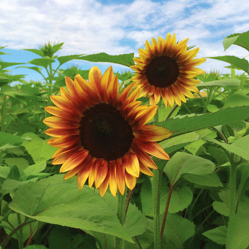 sunflower seed yield per plant Sunflower ProCut Plum F1 Seed