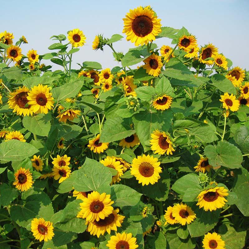 Sunflower Gold Rush F1 Seed RAW / 50 seeds / UNTREATED