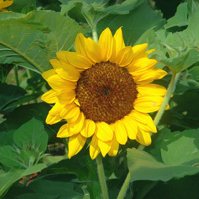Sunflower Gold Rush F1 Seed – Harris Seeds