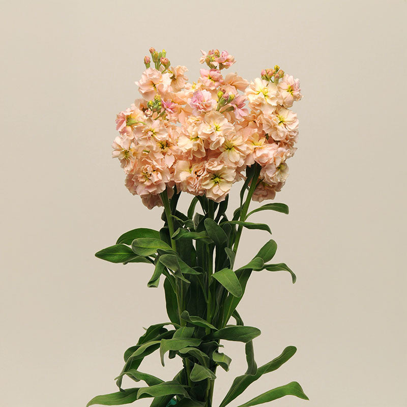 apricot plant from seed Stock Katz Apricot Seed