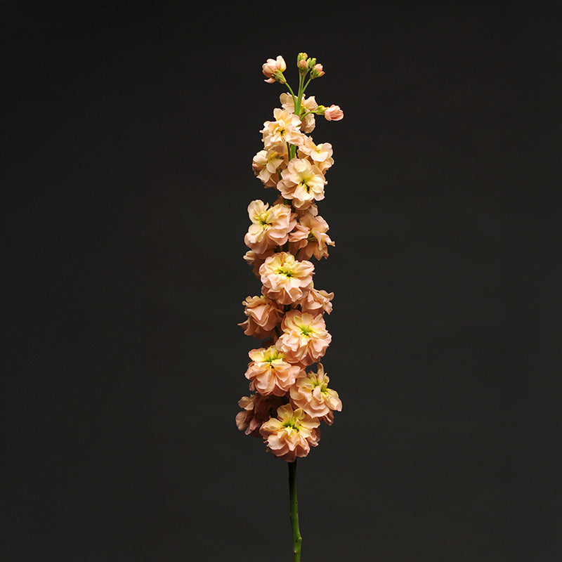 Stock Katz Apricot Seed – Harris Seeds