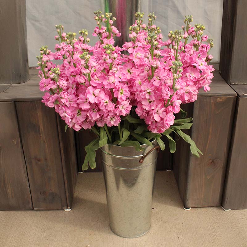 stock flower seed Stock Katz Pink Seed