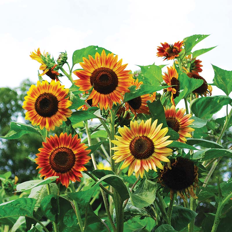 sunflower seed plant Sunflower Evening Sun Organic Seed, Size: 50 seeds