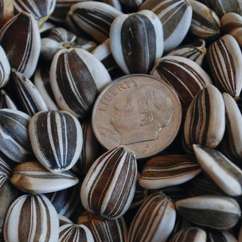 Sunflower Titan Organic Seed, Size: 50 Seeds