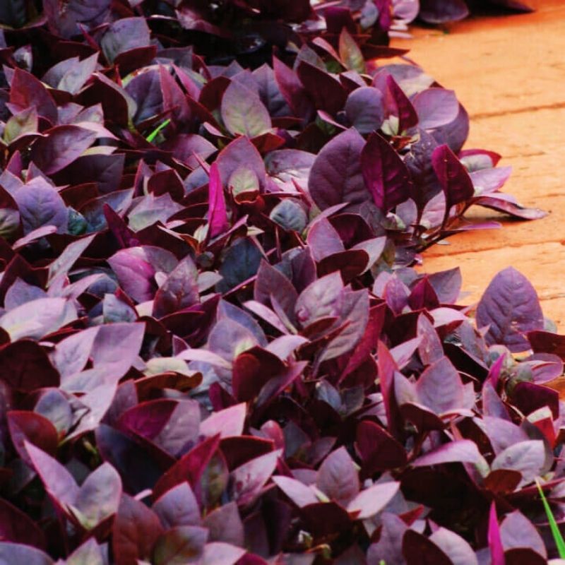 purple plant seeds Alternanthera Purple Prince Seed, Size: 25 Seeds