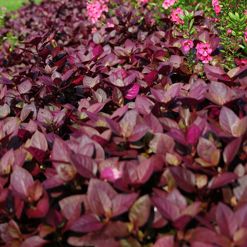 purple prince plant indoor Alternanthera Purple Prince Seed, Size: 25 Seeds