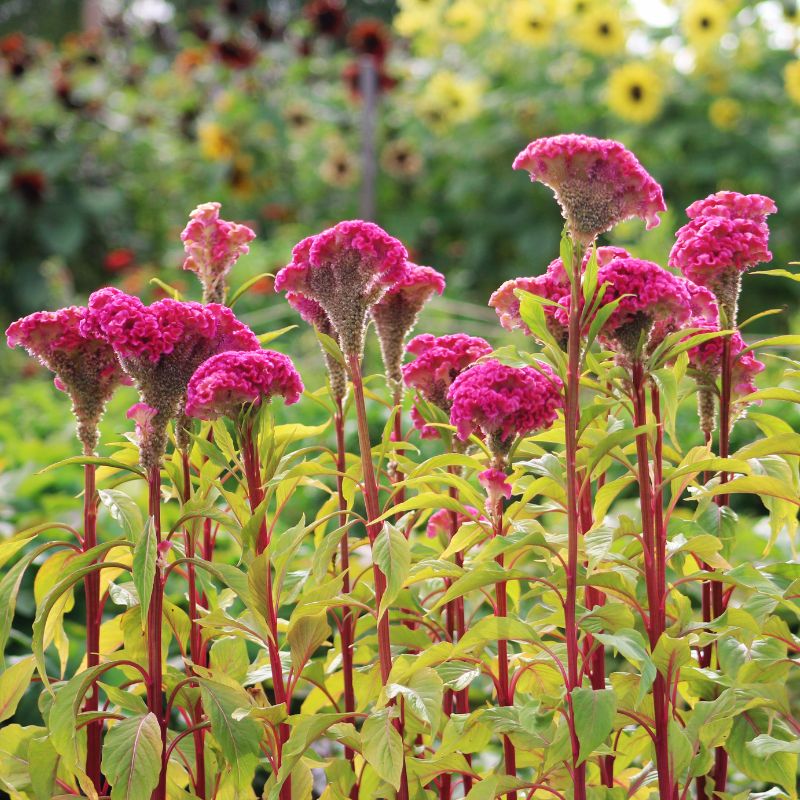 celosia flower seeds Harris Seeds - Celosia Neo Rose Seeds