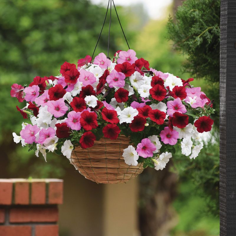 Combos Plug & Play® Very Valentine Seed – Harris Seeds