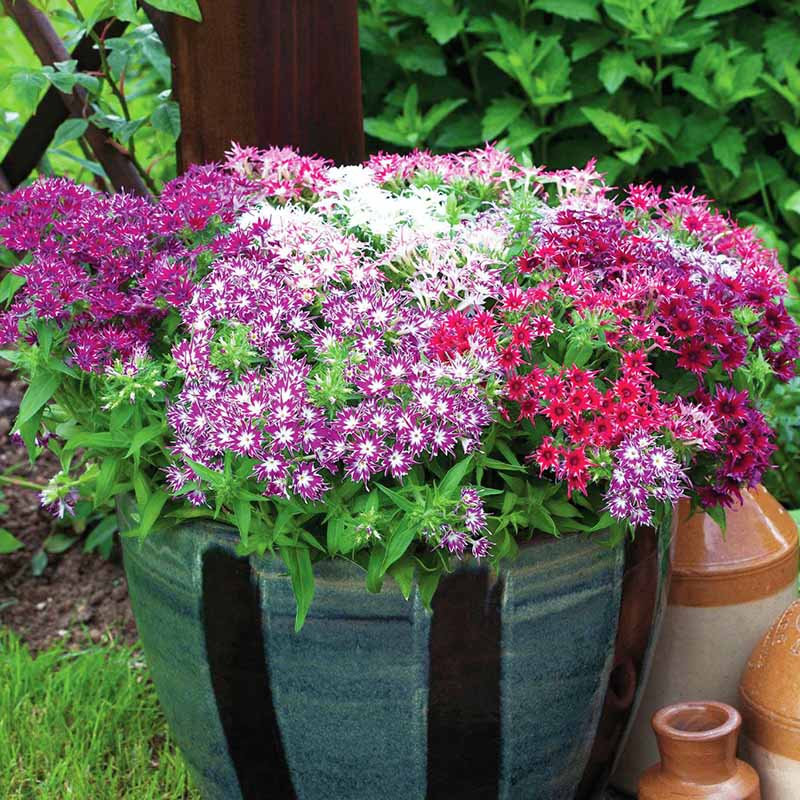 Phlox Popstars Mix F1 Seed – Harris Seeds
