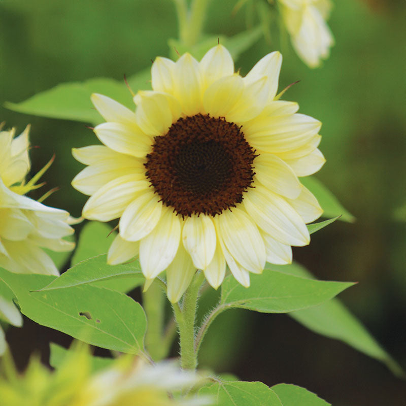 Sunflower ProCut White Nite F1 Seed – Harris Seeds