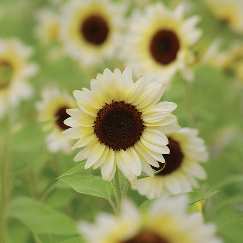 white sunflower seeds for planting Sunflower Pro Cut White Nite F1 Seed, Size: 1,000 Seeds