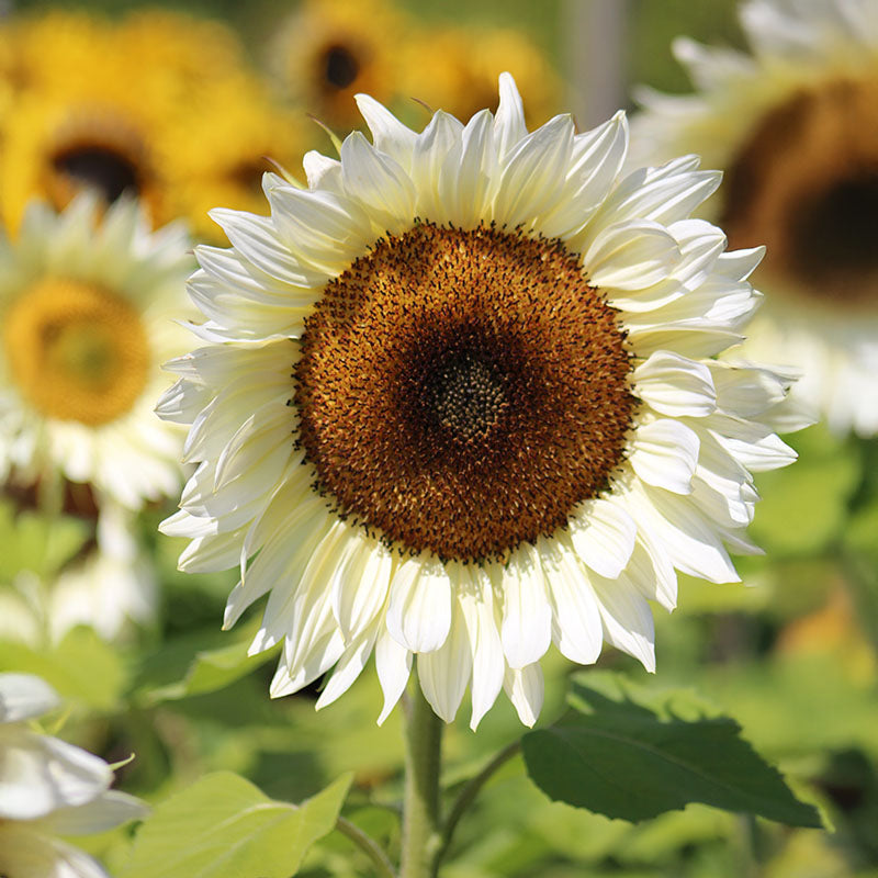 Sunflower ProCut White Nite F1 Seed – Harris Seeds