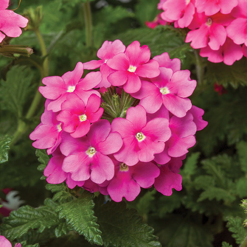 Verbena Obsession™ Cascade Pink Shades Seed – Harris Seeds