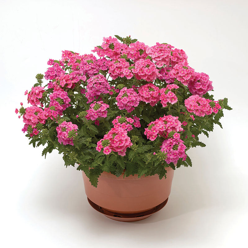 *✲ R a d y ✲*◆ウォールフラワー⑭ Verbena Obsession™ Cascade Pink Shades Seed – Harris Seeds