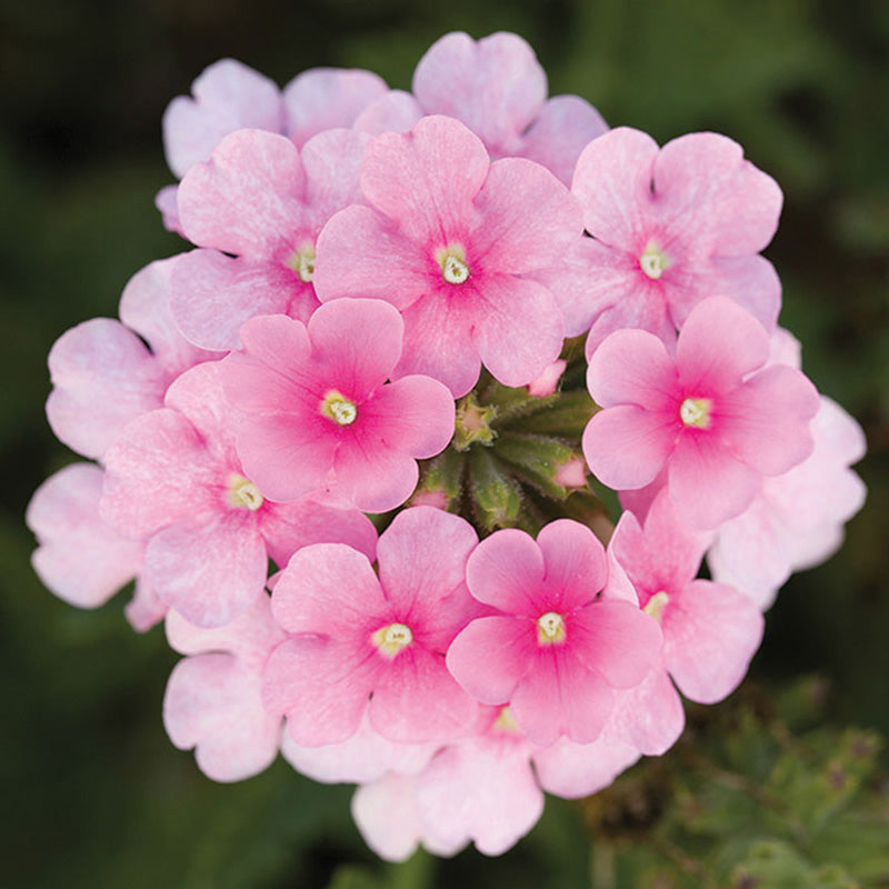 Verbena Obsession™ Cascade Pink Shades Seed – Harris Seeds