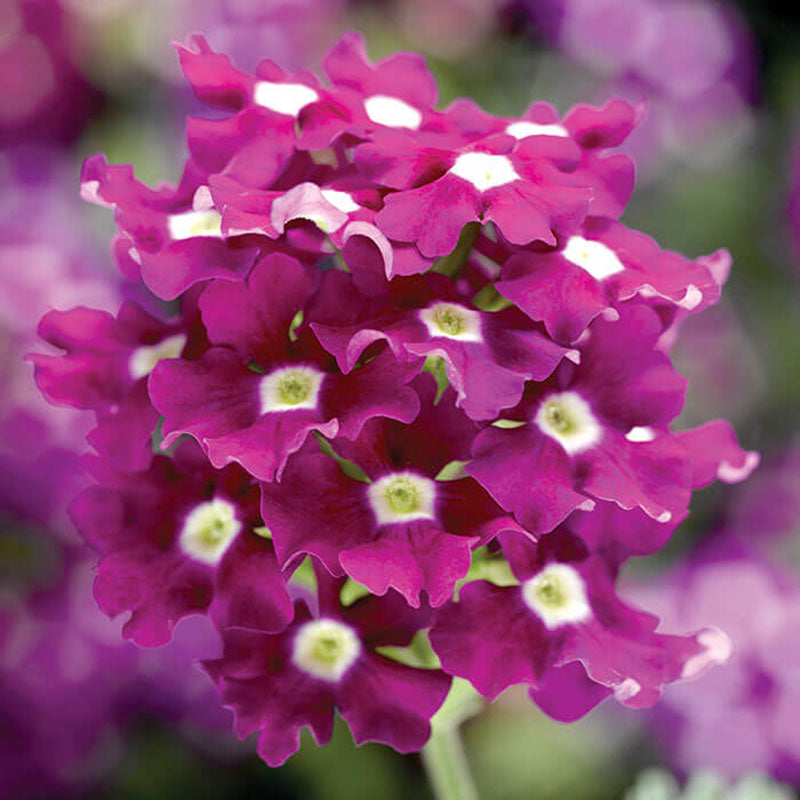 Verbena Obsession™ Cascade Purple Shades w/Eye Seed – Harris Seeds