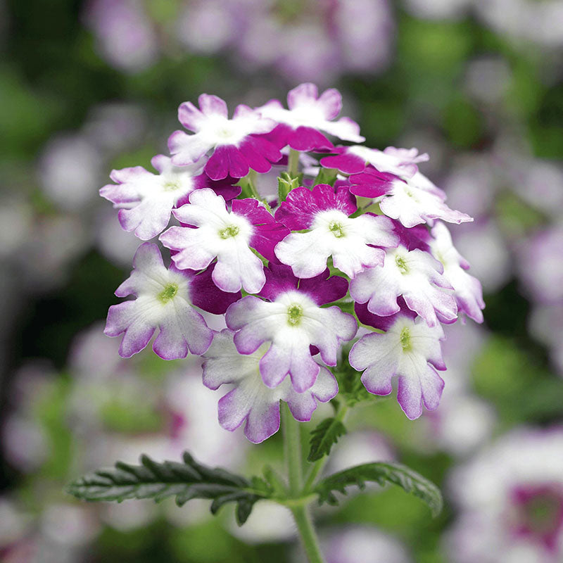 Verbena Obsession Twister Purple Seed – Harris Seeds
