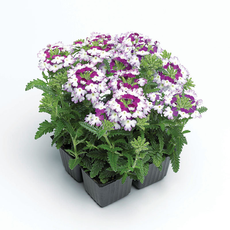 verbena indoor plant Harris Seeds - Verbena Obsession Twister Purple Seeds