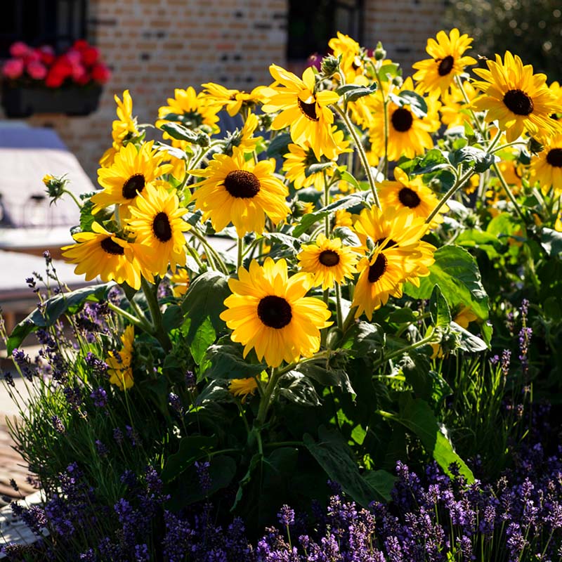 Sunflower Sunfinity™ F1 Seed – Harris Seeds
