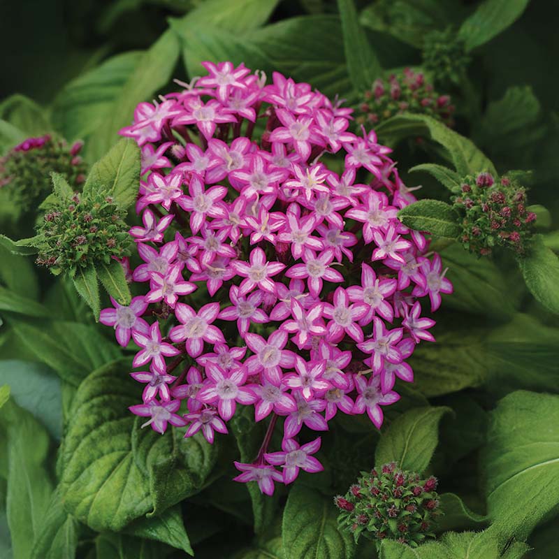 pentas flower seeds Harris Seeds Pentas Glitterati Purple Star Planting Seeds
