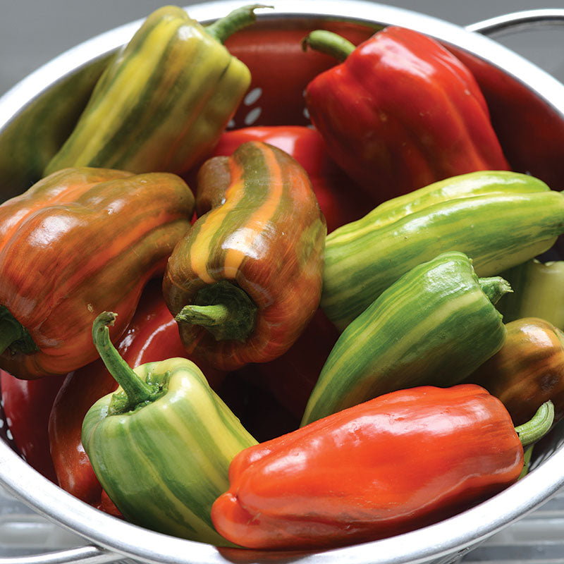 Pepper Candy Cane Red F1 Seed – Harris Seeds