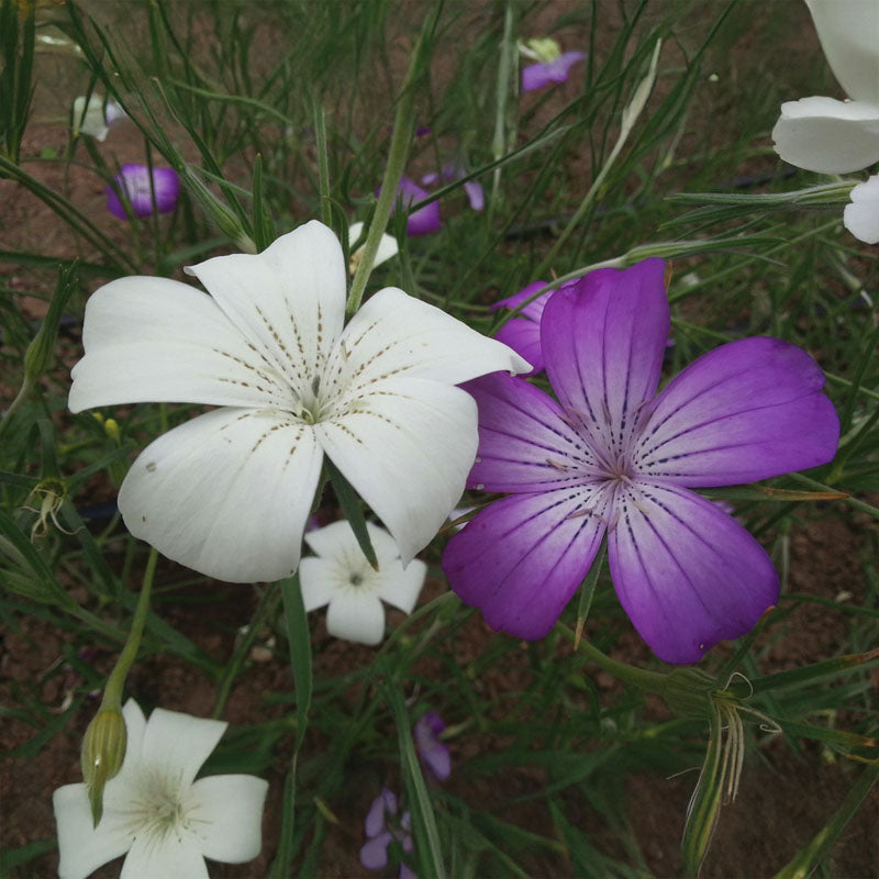 Semi Di Agrostemma Gracilis 'Milas Queen Mix' Per Giardino Di Campagna. Confezione Thompson & Morgan 4210.