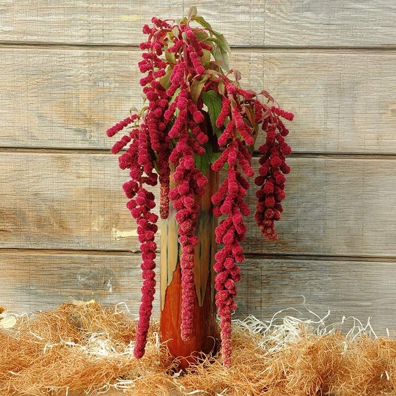 amaranth plant photos Amaranthus Dreadlocks Organic Seed – Harris Seeds