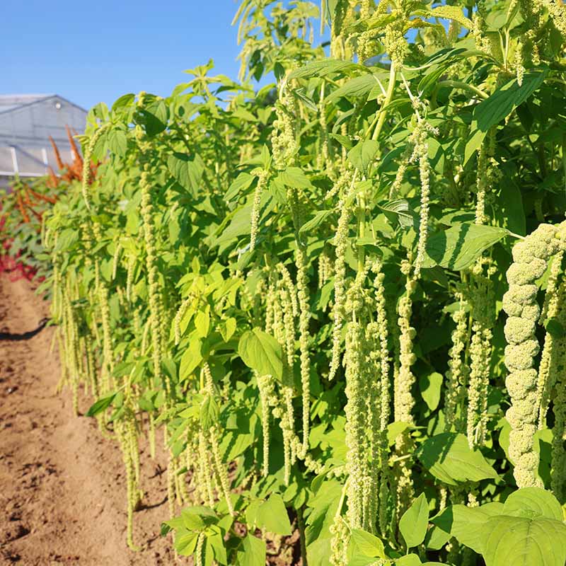 hanging amaranthus plant Amaranthus Emerald Tassels Organic Seed RAW / 50 Seeds / Organic