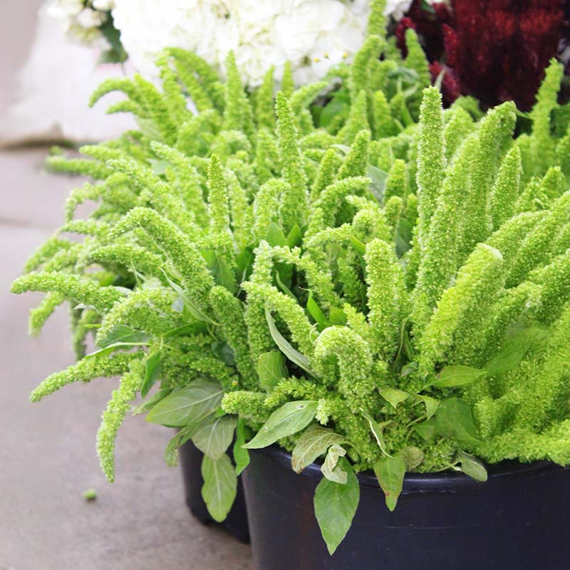 Amaranthus Green Thumb Seed RAW / 250 seeds / UNTREATED