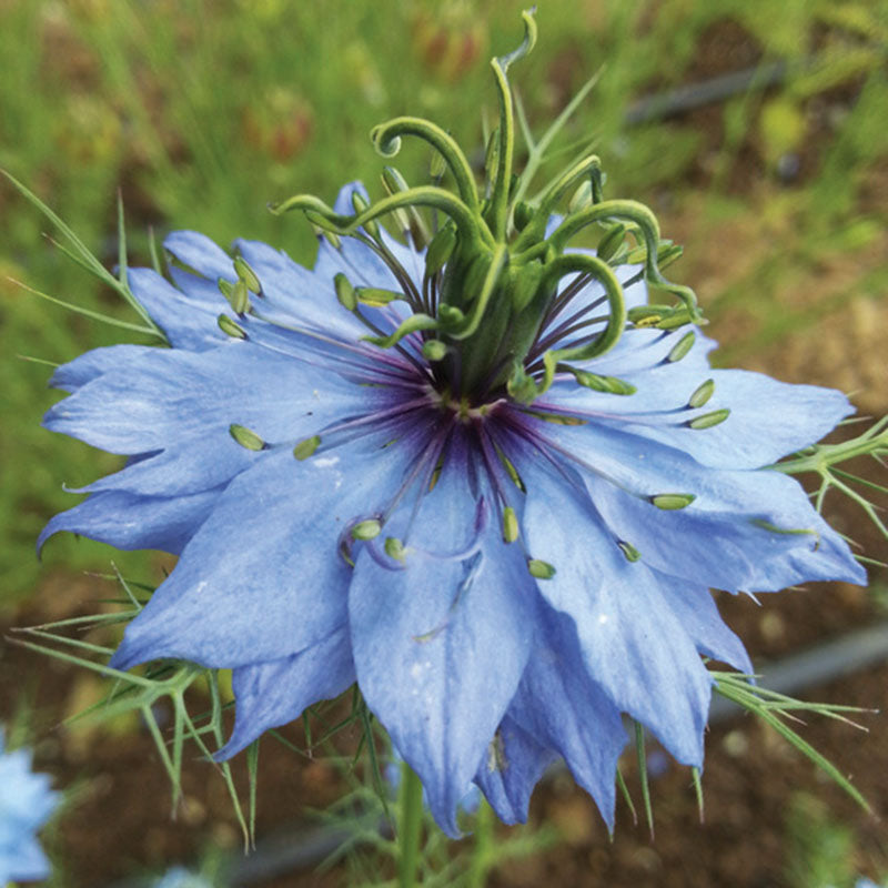 Nigella Miss Jekyll Mix Organic Seed – Harris Seeds