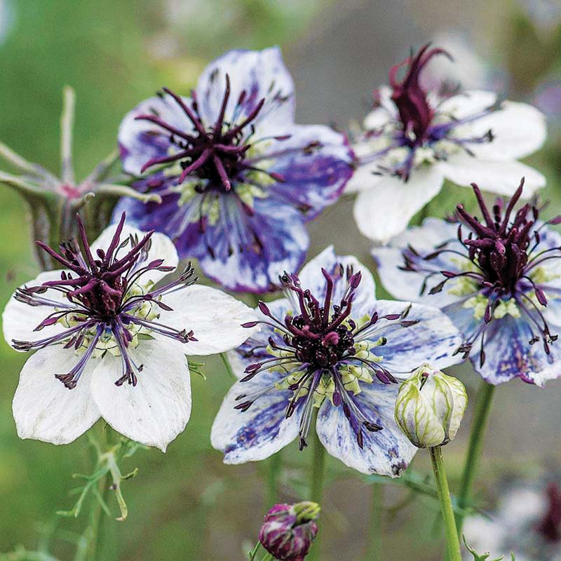 nigella seeds for planting Nigella Delft Blue Organic Seed – Harris Seeds