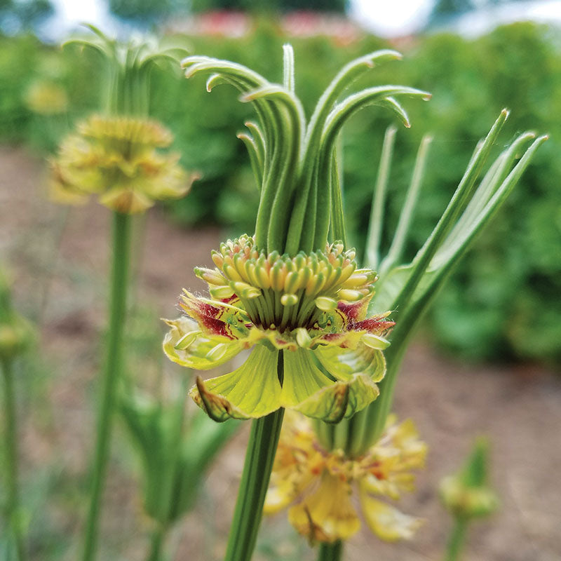 Nigella Transformer Organic Seed RAW / 50 Seeds / Organic
