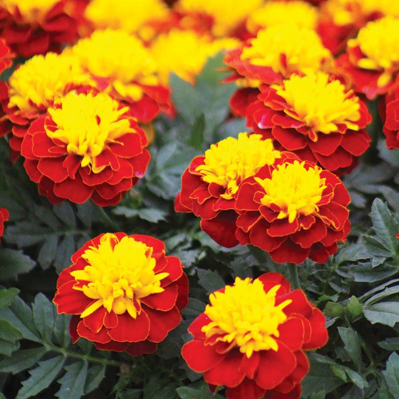 green marigold seeds Marigold Super Hero Spry Seed, Size: 500 seeds