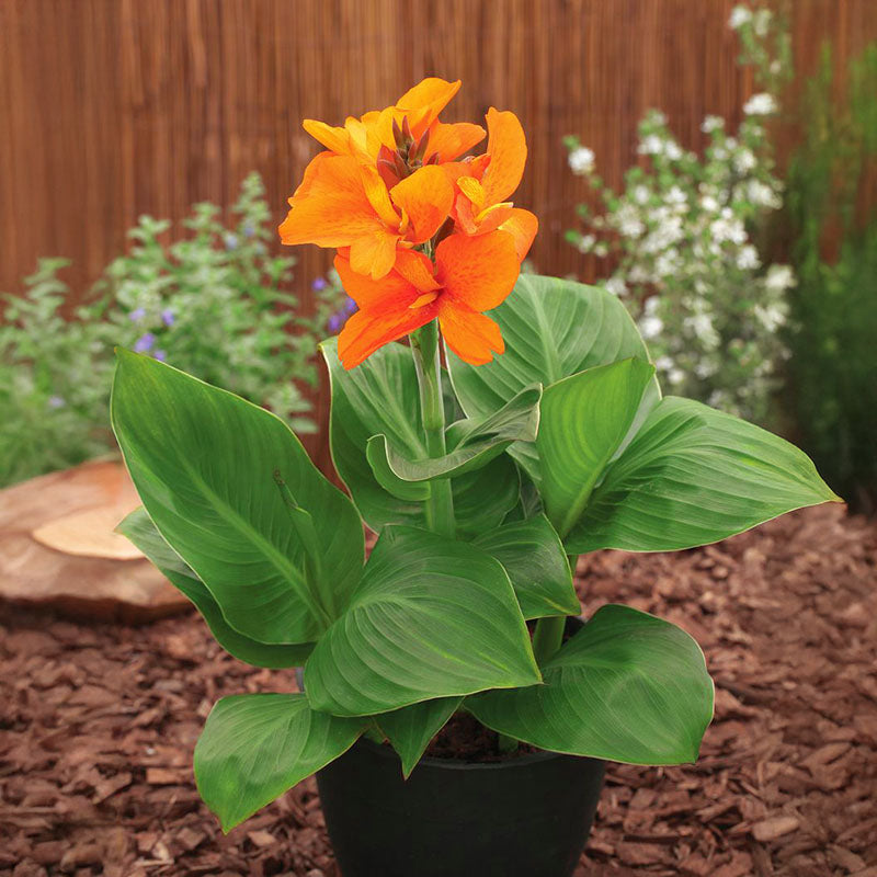 canna hybrid plant Harris Seeds Canna South Pacific Orange F1 Plant Seeds
