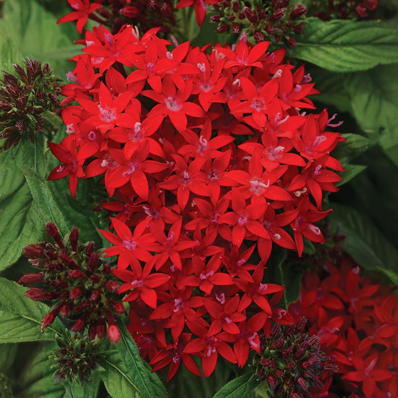 pentas flower seeds Harris Seeds Pentas Lucky Star Mix F1, Pelleted Flower, 25 Count