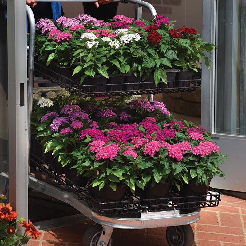penta plant seeds Harris Seeds Pentas Lucky Star Mix F1, Pelleted Flower, 25 Count