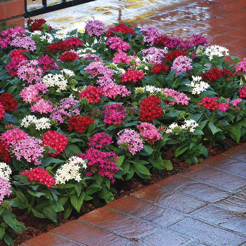 penta plant seeds Harris Seeds Pentas Lucky Star Mix F1, Pelleted Flower, 25 Count