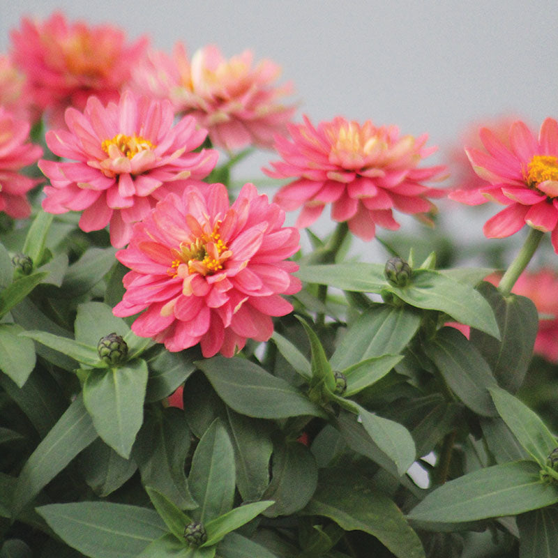 King salmon② デュランダル Zinnia Zahara Double Salmon Seed – Harris Seeds