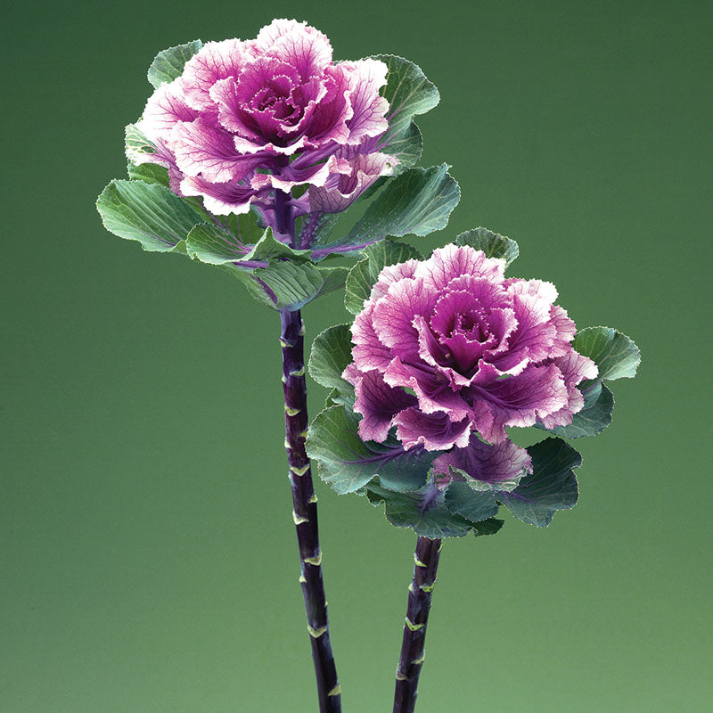 Ornamental Kale Flare™ Rose F1 Seed – Harris Seeds