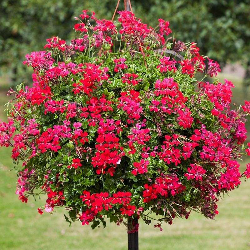 red geranium seeds for sale Geranium Reach Out Red F1 Seed