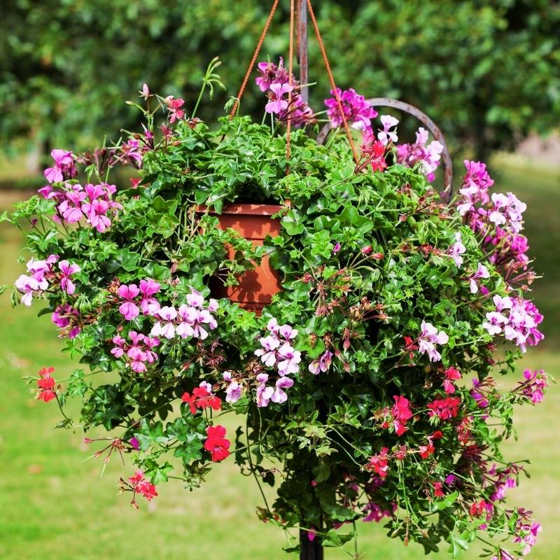 geranium seed to flower Geranium Reach Out Mix F1 Seed RAW / 10 seeds / UNTREATED