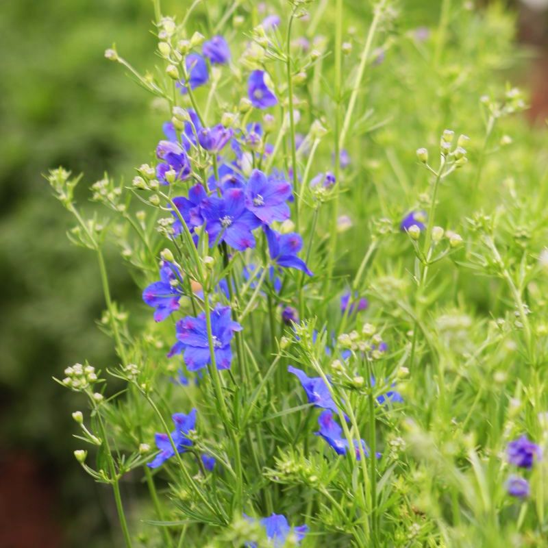 Delphinium Jenny's Pearl Blue F1 Seed – Harris Seeds