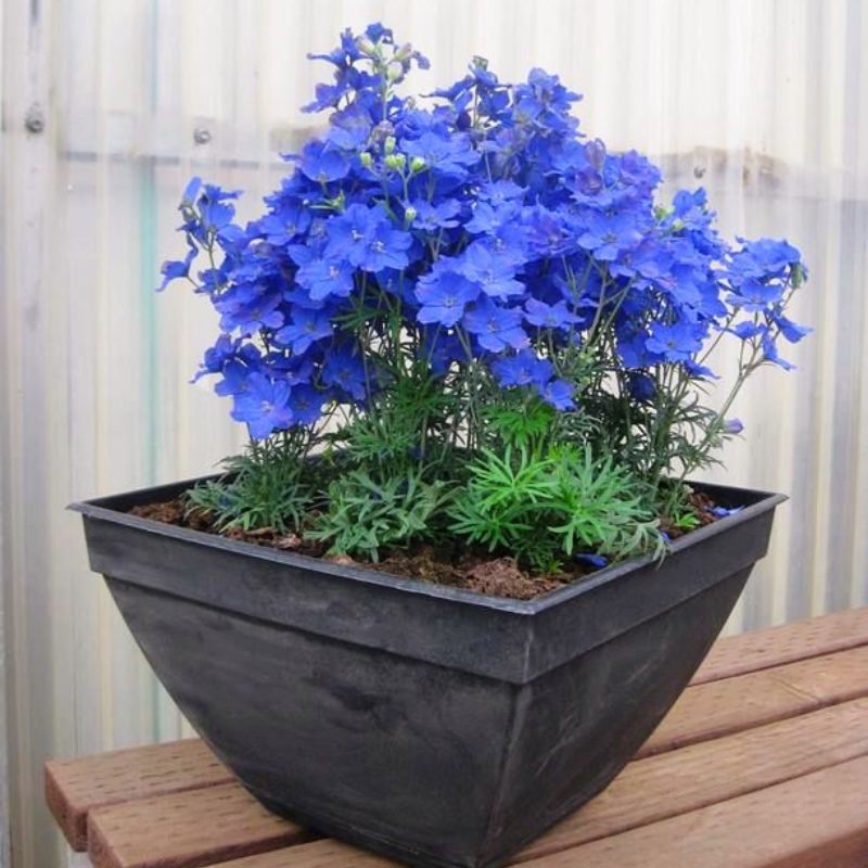 Delphinium Jenny's Pearl Blue F1 Seed – Harris Seeds