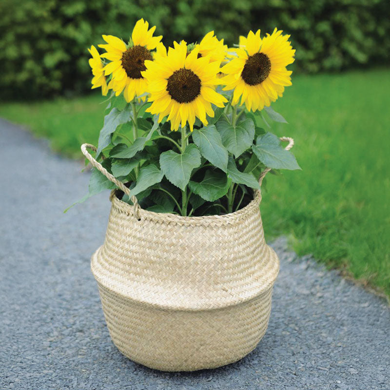Sunflower╰(*´︶`*)╯ Sunflower Shock-o-Lat F1 Seed – Harris Seeds
