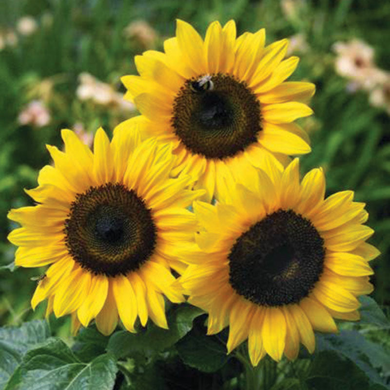 felipe is going to plant b sunflower seeds Sunflower Bert® F1 Seed