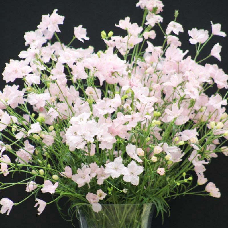 Delphinium Jenny's Pearl Pink F1 Seed – Harris Seeds